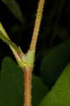 Halberdleaf tearthumb